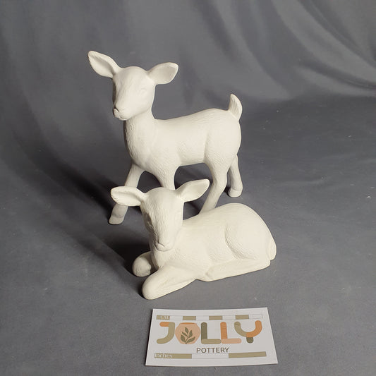 Deer