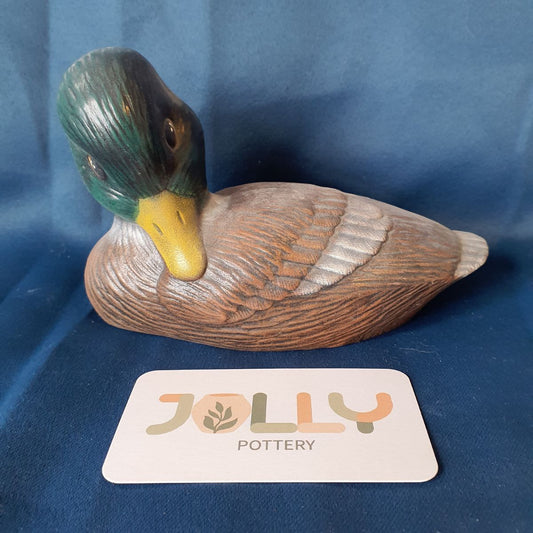 Preening Duck