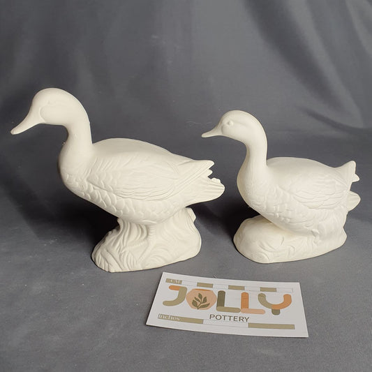 Ducks on Grass