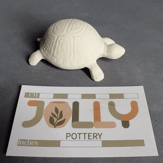 Small Tortoise