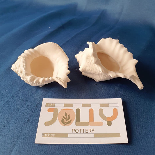 Small Conch Shell
