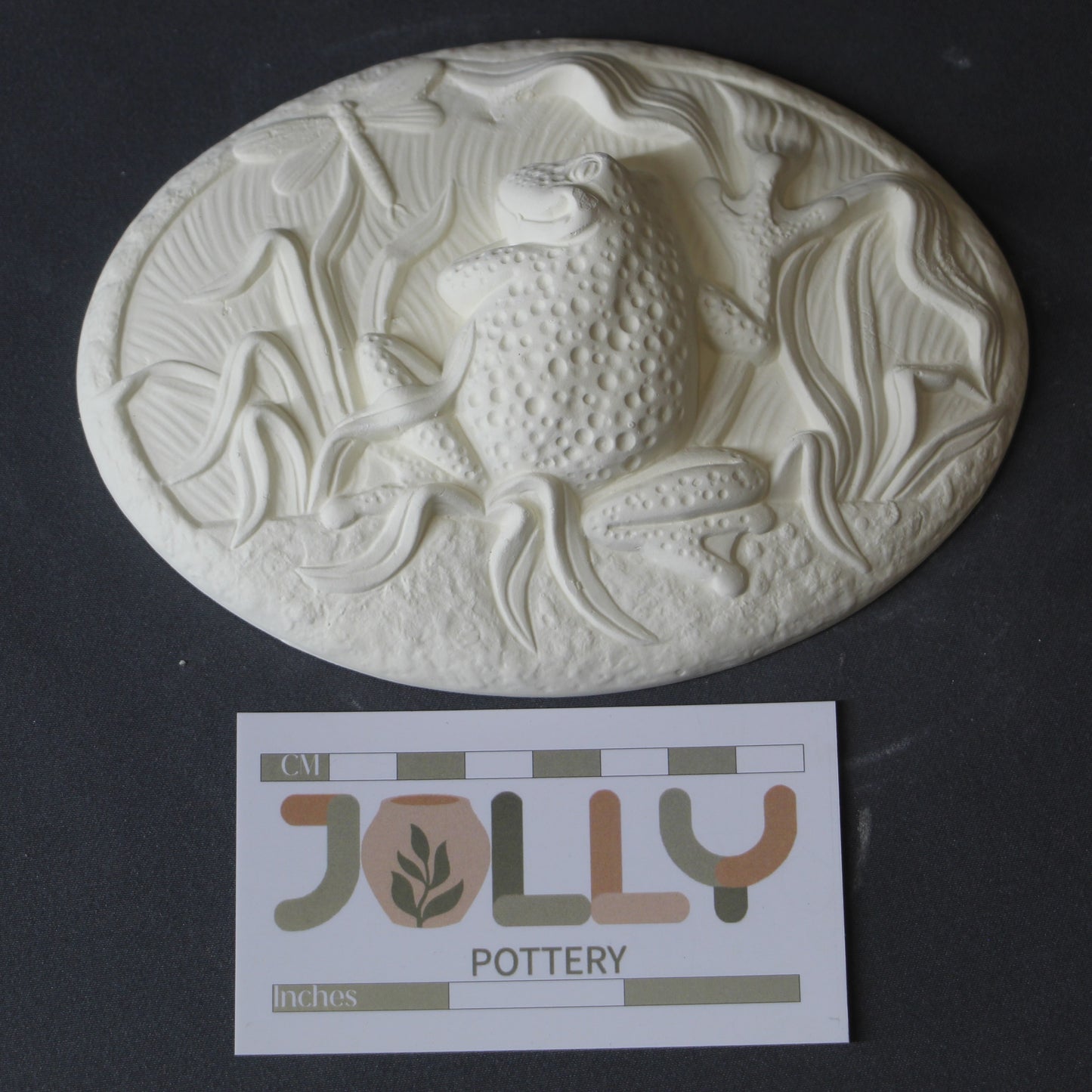 Oval Plate Toad